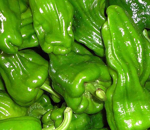 绿色蔬菜 绿色蔬菜